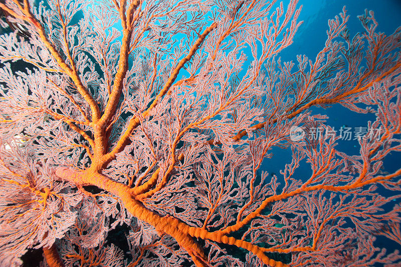 海洋之美:印尼Bunaken村附近的Gorgonian Seafan